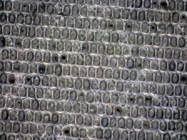 eCell表面の顕微鏡写真